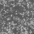 UM-UC-3 cell