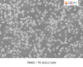 TK-ALCL1 Cells | Applied Biological Materials (abm)