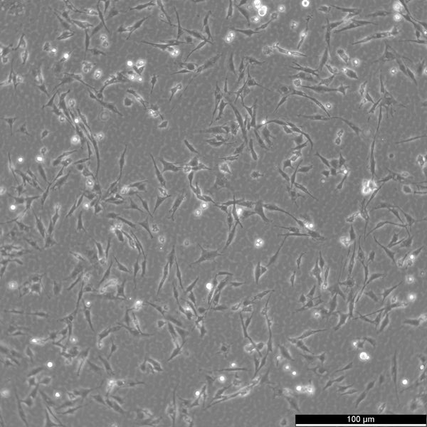 DF-1 cell