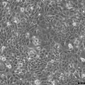 UMR-106 cell