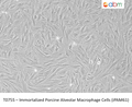 Immortalized Porcine Alveolar Macrophage Cells (iPAM61) – Figure 1 of 1