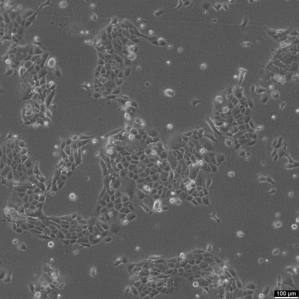 UWO23 cell