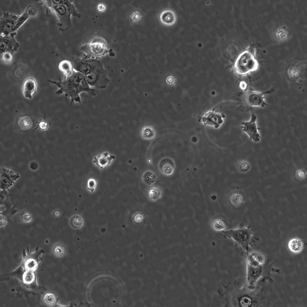 UWO37 cell – Figure 1 of 1