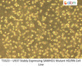 U937 Stably Expressing SAMHD1 Mutant HD/RN Cell Line | Applied Biological Materials (abm)