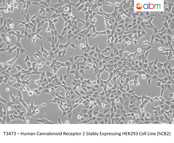 Human Cannabinoid Receptor 2 Stably Expressing HEK293 Cell Line (hCB2) – Figure 1 of 1