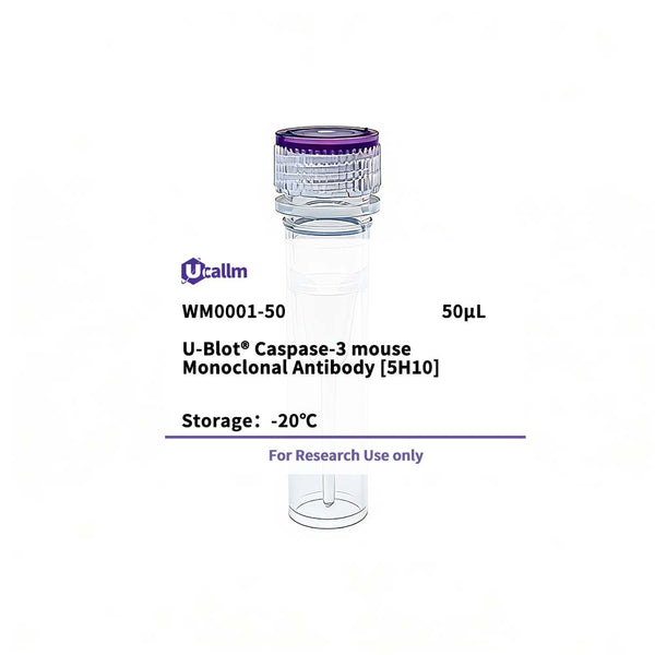 U-Blot® Caspase-3 Mouse Monoclonal Antibody (5H10) – Figure 1 of 1