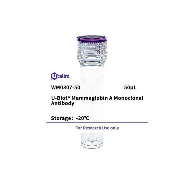 U-Blot® Mammaglobin A Mouse Monoclonal Antibody – Figure 1 of 1