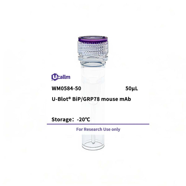 U-Blot® BiP/GRP78 Mouse Monoclonal Antibody – Figure 1 of 1