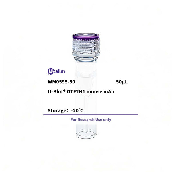 U-Blot® GTF2H1 Mouse Monoclonal Antibody – Figure 1 of 1