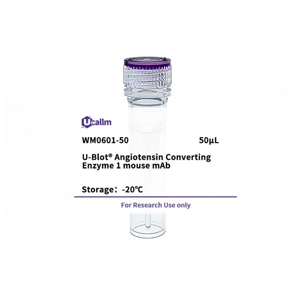 U-Blot® Angiotensin Converting Enzyme 1 Mouse Monoclonal Antibody – Figure 1 of 1