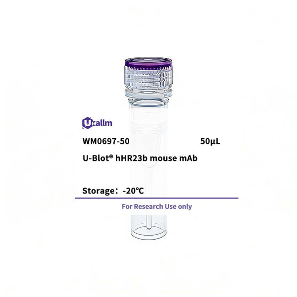 U-Blot® hHR23b Mouse Monoclonal Antibody – Figure 1 of 1