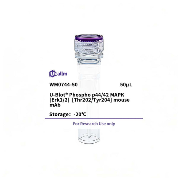 U-Blot® Phospho p44/42 MAPK (Erk1/2) (Thr202/Tyr204) Mouse Monoclonal Antibody – Figure 1 of 1
