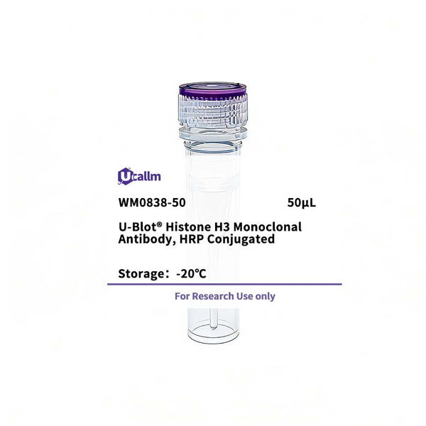 U-Blot® Histone H3 Mouse Monoclonal Antibody, HRP Conjugated – Figure 1 of 1