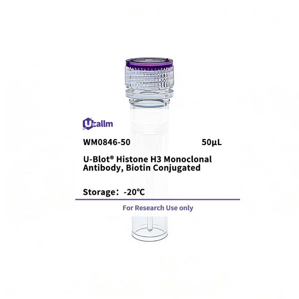 U-Blot® Histone H3 Mouse Monoclonal Antibody, Biotin Conjugated – Figure 1 of 1