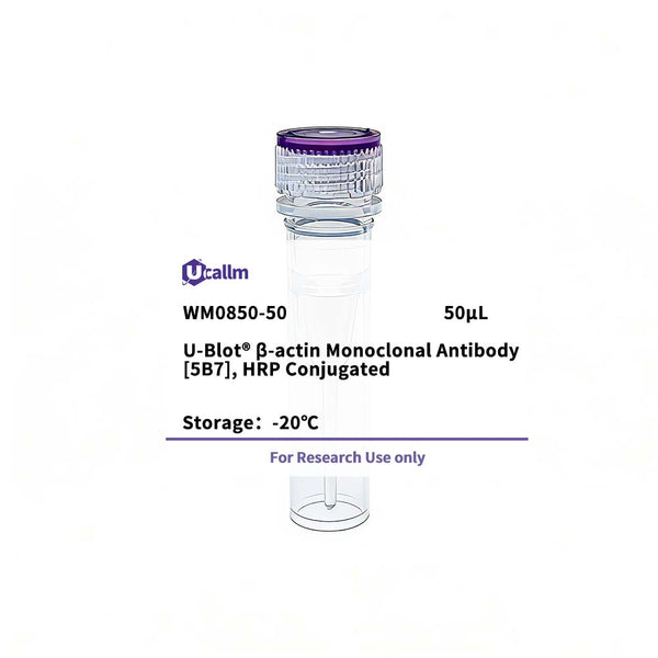 U-Blot® β-actin Mouse Monoclonal Antibody (5B7), HRP Conjugated – Figure 1 of 1