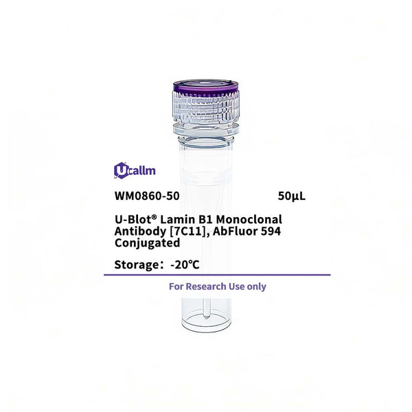 U-Blot® Lamin B1 Mouse Monoclonal Antibody (7C11), AbFluor 594 Conjugated – Figure 1 of 1