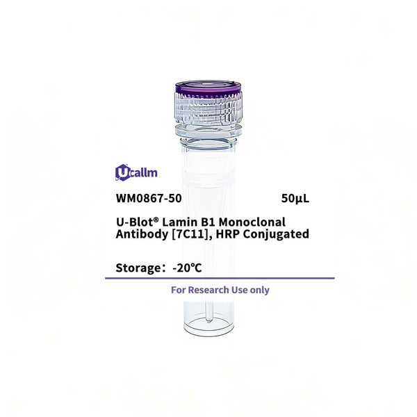 U-Blot® Lamin B1 Mouse Monoclonal Antibody (7C11), HRP Conjugated – Figure 1 of 1