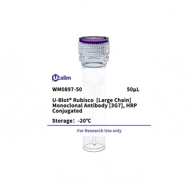 U-Blot® Rubisco (Large Chain) Mouse Monoclonal Antibody (3G7), HRP Conjugated – Figure 1 of 1