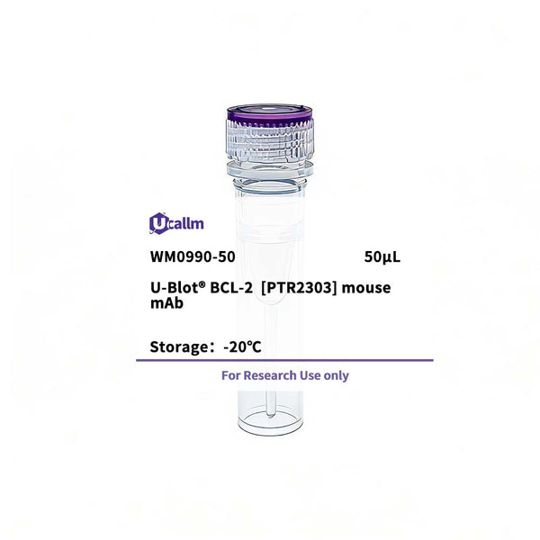 U-Blot® BCL-2 (PTR2303) Mouse Monoclonal Antibody – Figure 1 of 1