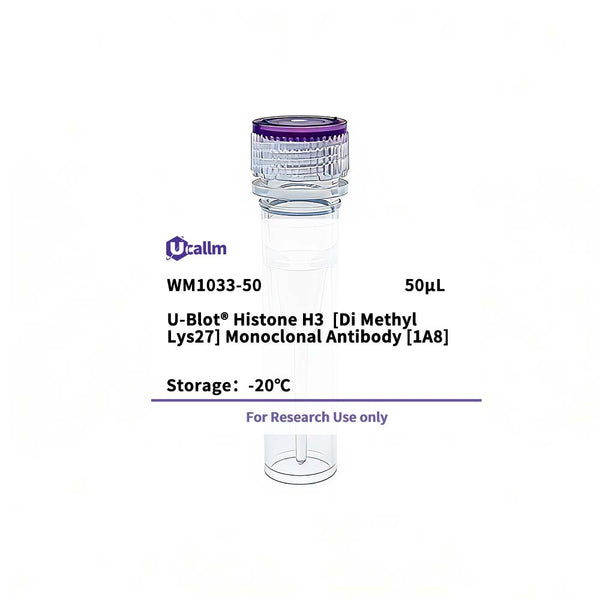 U-Blot® Histone H3 (Di Methyl Lys27) Mouse Monoclonal Antibody (1A8) – Figure 1 of 1