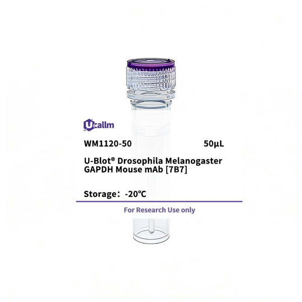 U-Blot® Drosophila Melanogaster GAPDH Mouse Monoclonal Antibody (7B7) – Figure 1 of 1