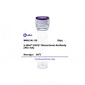 U-Blot® HSP27 Mouse Monoclonal Antibody (Mix-mA) – Figure 1 of 1