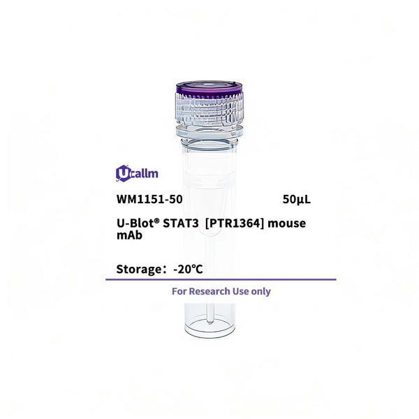 U-Blot® STAT3 (PTR1364) Mouse Monoclonal Antibody – Figure 1 of 1