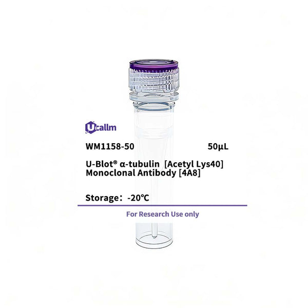 U-Blot® α-tubulin (Acetyl Lys40) Mouse Monoclonal Antibody (4A8) – Figure 1 of 1