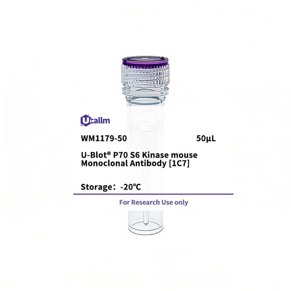 U-Blot® P70 S6 Kinase Mouse Monoclonal Antibody (1C7) – Figure 1 of 1