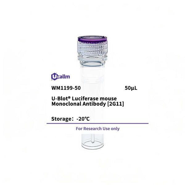U-Blot® Luciferase Mouse Monoclonal Antibody (2G11) – Figure 1 of 1