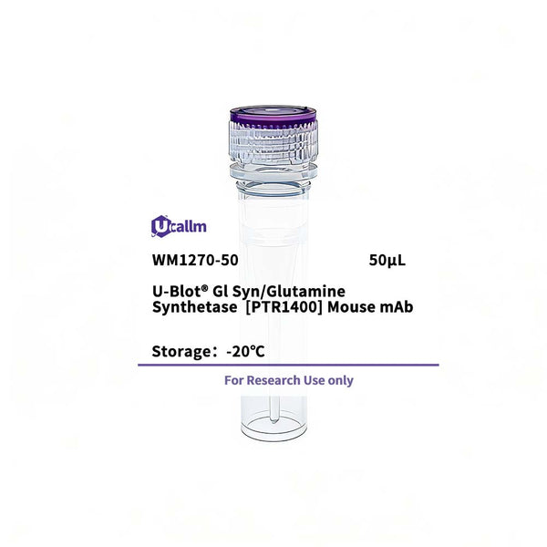 U-Blot® Gl Syn/Glutamine Synthetase (PTR1400) Mouse Monoclonal Antibody – Figure 1 of 1