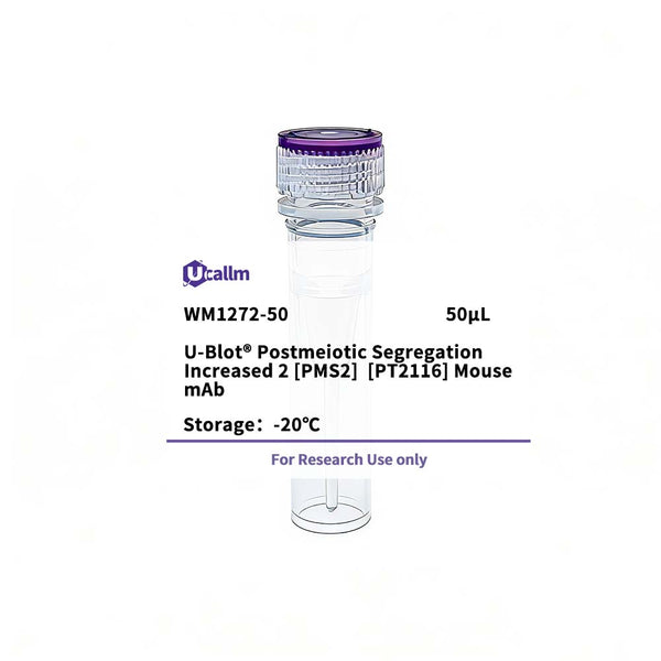 U-Blot® Postmeiotic Segregation Increased 2(PMS2) (PT2116) Mouse Monoclonal Antibody (WM1272) – Figure 1 of 1
