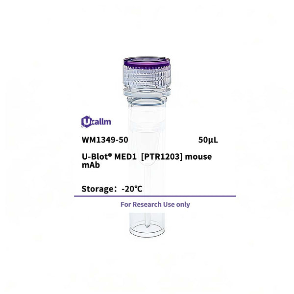 U-Blot® MED1 (PTR1203) Mouse Monoclonal Antibody – Figure 1 of 1