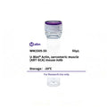 U-Blot® Actin, sarcomeric muscle (ABT-SCA) Mouse Monoclonal Antibody – Figure 1 of 1
