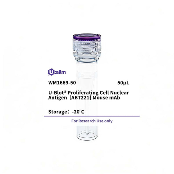 U-Blot® Proliferating Cell Nuclear Antigen (ABT221) Mouse Monoclonal Antibody – Figure 1 of 1