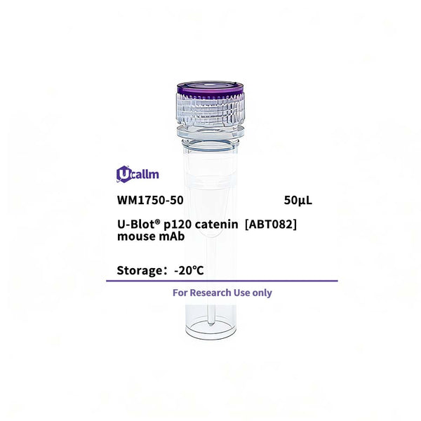 U-Blot® p120 catenin (ABT082) Mouse Monoclonal Antibody (WM1750) – Figure 1 of 1