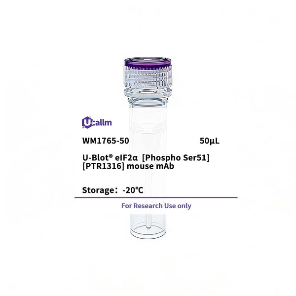 U-Blot® eIF2α (Phospho Ser51) Mouse Monoclonal Antibody – Figure 1 of 1