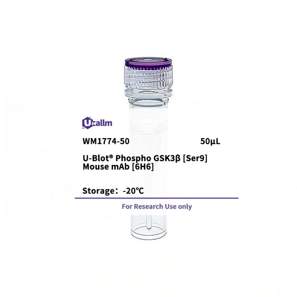 U-Blot® Phospho GSK3β(Ser9) Mouse Monoclonal Antibody (6H6) – Figure 1 of 1