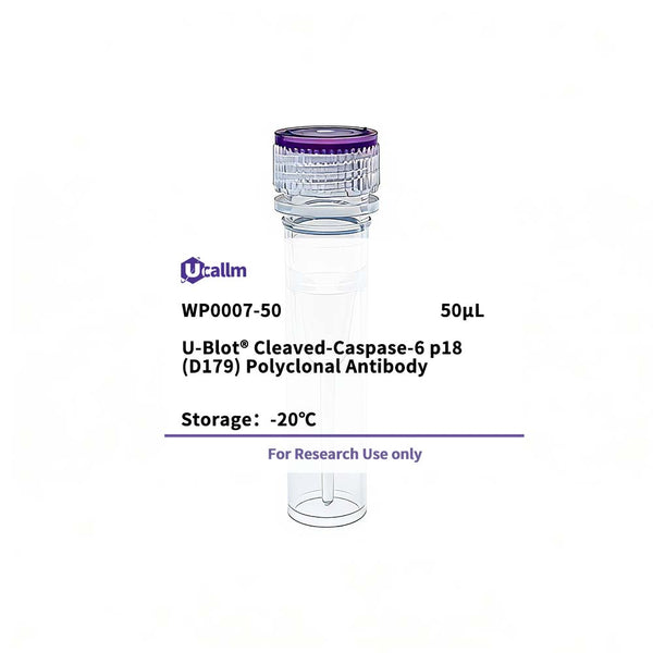 U-Blot® Cleaved-Caspase-6 p18 (D179) Rabbit Polyclonal Antibody – Figure 1 of 1