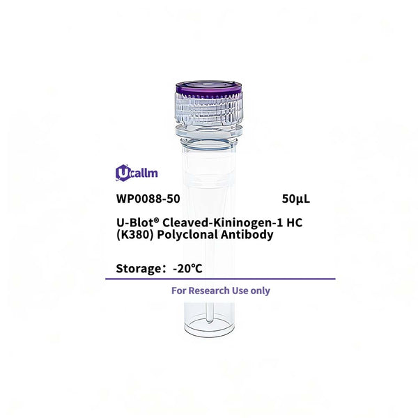 U-Blot® Cleaved-Kininogen-1 HC (K380) Rabbit Polyclonal Antibody – Figure 1 of 1