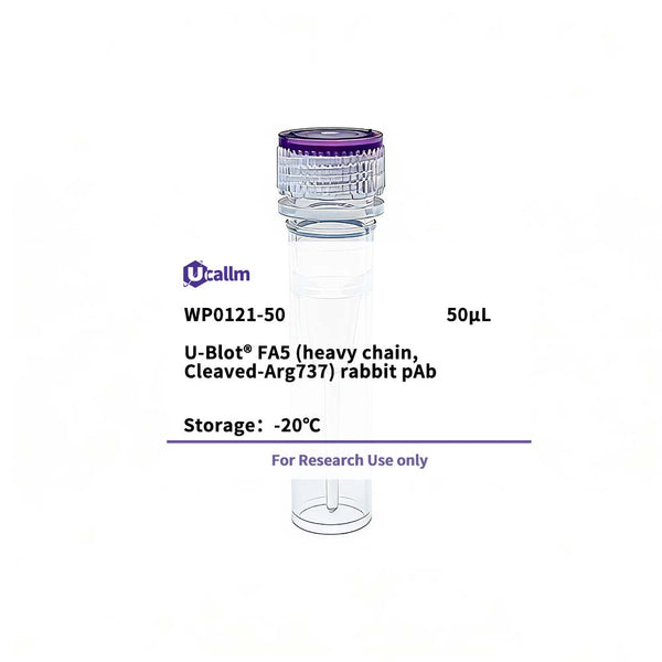 U-Blot® FA5 (heavy chain, Cleaved-Arg737) Rabbit Polyclonal Antibody – Figure 1 of 1