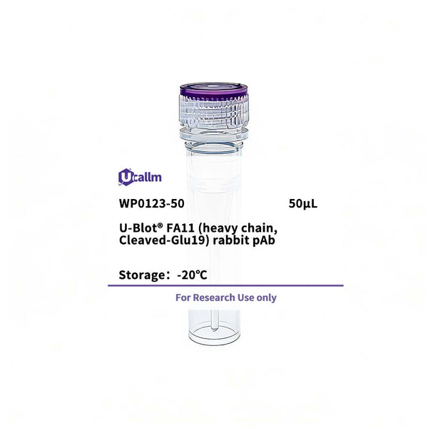 U-Blot® FA11 (heavy chain, Cleaved-Glu19) Rabbit Polyclonal Antibody – Figure 1 of 1