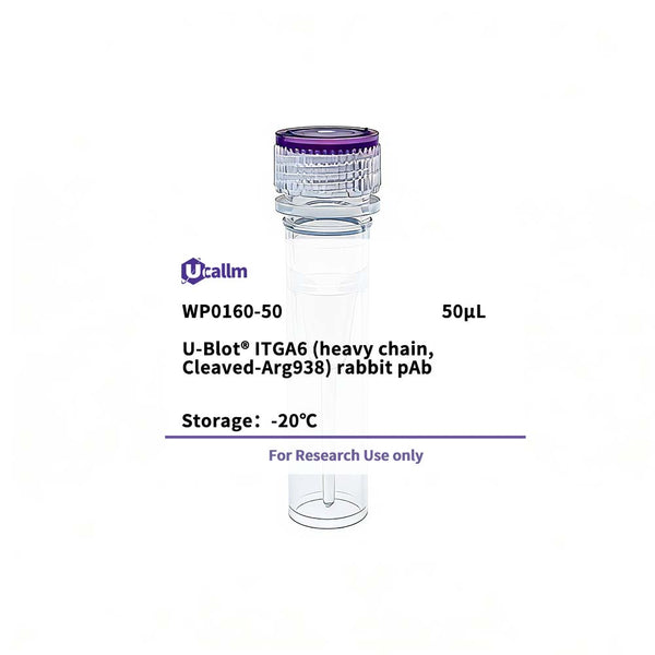 U-Blot® ITGA6 (heavy chain, Cleaved-Arg938) Rabbit Polyclonal Antibody – Figure 1 of 1