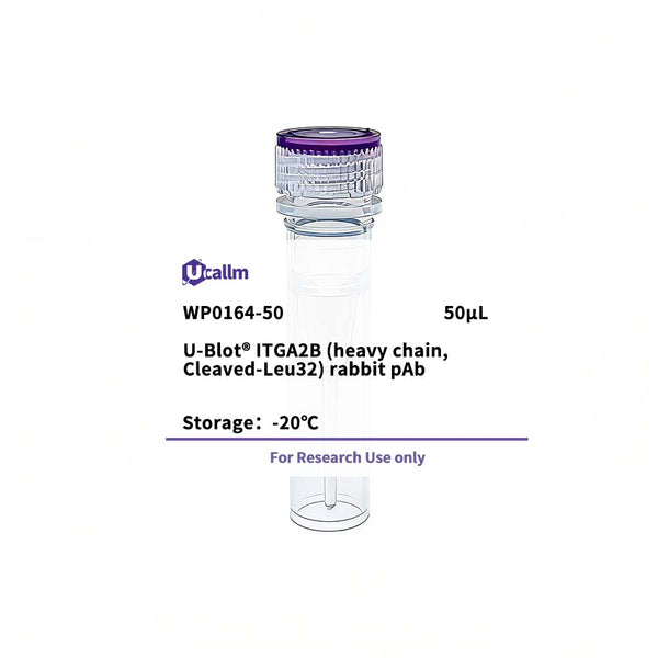 U-Blot® ITGA2B (heavy chain, Cleaved-Leu32) Rabbit Polyclonal Antibody – Figure 1 of 1
