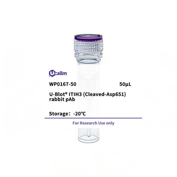 U-Blot® ITIH3 (Cleaved-Asp651) Rabbit Polyclonal Antibody – Figure 1 of 1