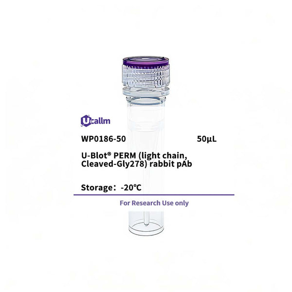 U-Blot® PERM (light chain, Cleaved-Gly278) Rabbit Polyclonal Antibody – Figure 1 of 1