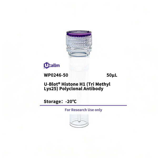 U-Blot® Histone H1 (Tri Methyl Lys25) Rabbit Polyclonal Antibody – Figure 1 of 1
