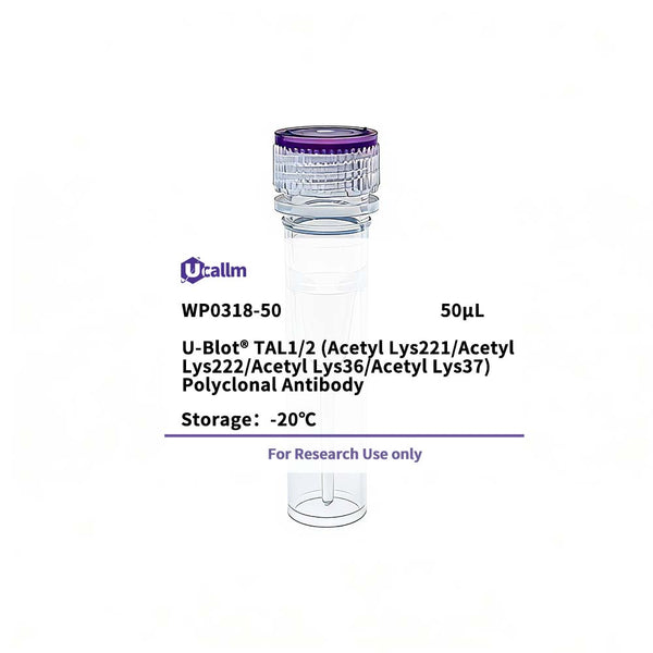 U-Blot® TAL1/2 (Acetyl Lys221/Acetyl Lys222/Acetyl Lys36/Acetyl Lys37) Rabbit Polyclonal Antibody – Figure 1 of 1