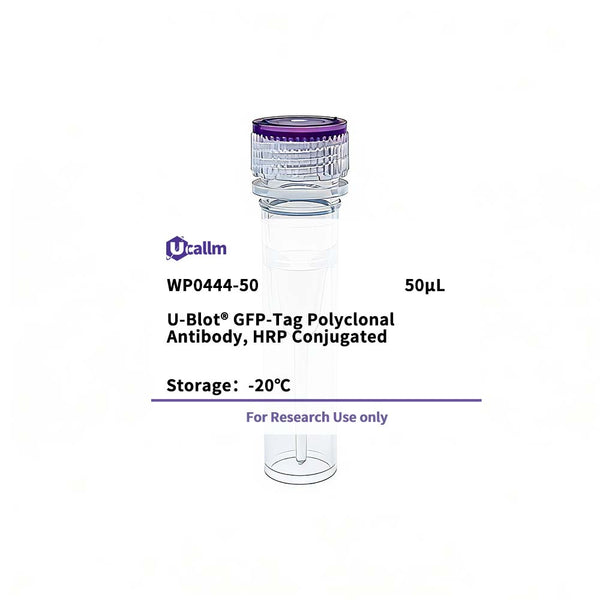 U-Blot® GFP-Tag Rabbit Polyclonal Antibody, HRP Conjugated – Figure 1 of 1