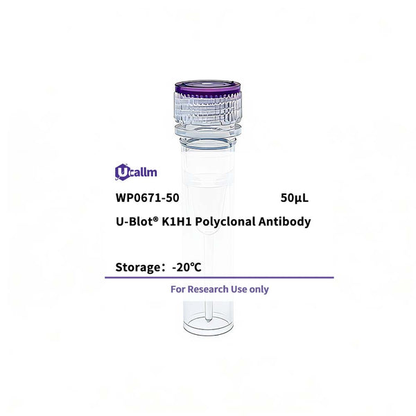 U-Blot® K1H1 Rabbit Polyclonal Antibody – Figure 1 of 1